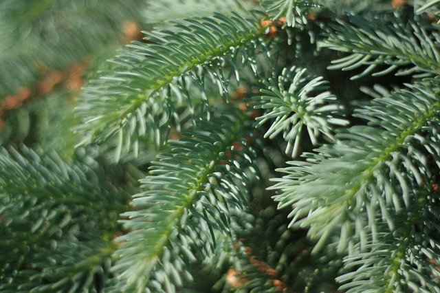 Free download Blue Spruce Pine Needles Tree -  free photo or picture to be edited with GIMP online image editor