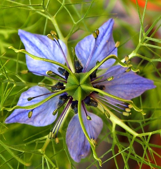 Téléchargement gratuit Blue Starflower Blossom - photo ou image gratuite à éditer avec l'éditeur d'images en ligne GIMP