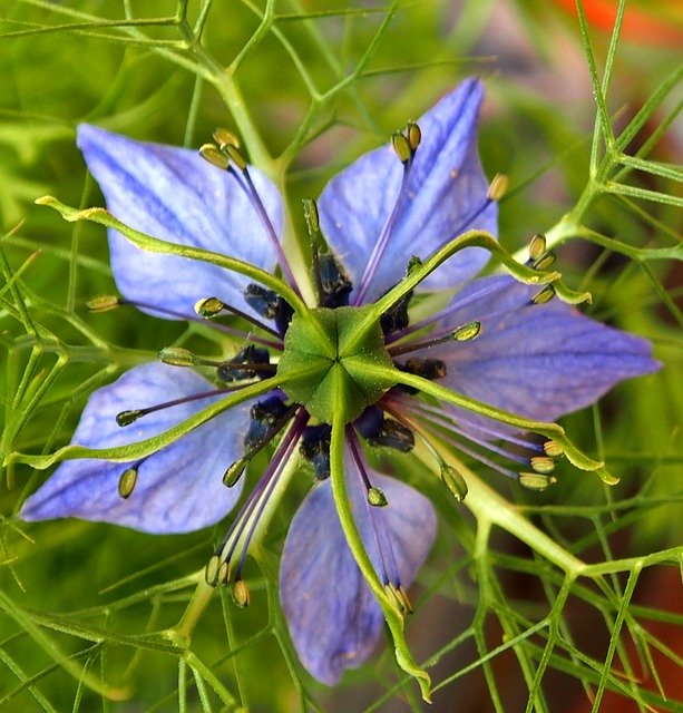 Unduh gratis Blue Starflower Blossom - foto atau gambar gratis untuk diedit dengan editor gambar online GIMP