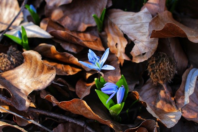Blue Star Scilla Blossom 무료 다운로드 - 무료 사진 또는 김프 온라인 이미지 편집기로 편집할 사진