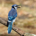Blue tailed bird  screen for extension Chrome web store in OffiDocs Chromium