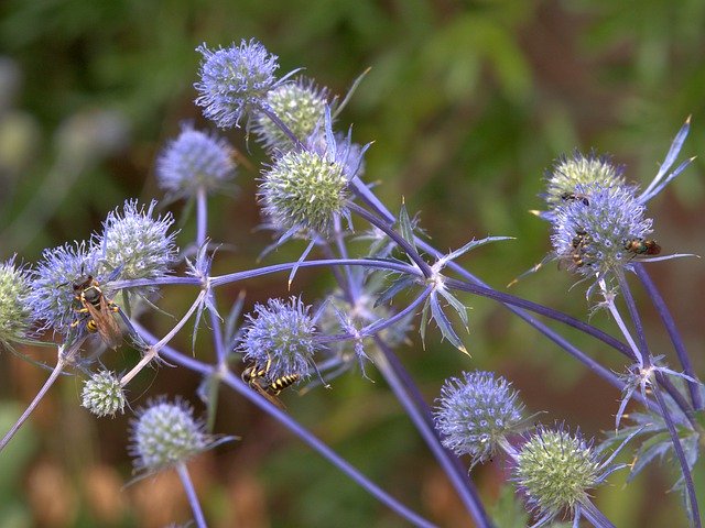 Free picture Blue Thistle Flower -  to be edited by GIMP free image editor by OffiDocs