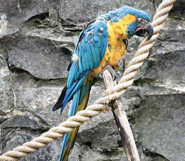 Free download blue throated macaw macaw bird free picture to be edited with GIMP free online image editor