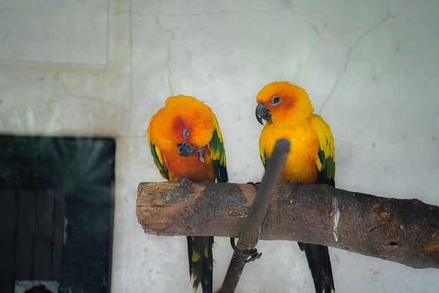 Free download blue throated parrot animal natural free picture to be edited with GIMP free online image editor