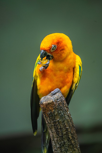 Free download blue throated parrot natural birds free picture to be edited with GIMP free online image editor