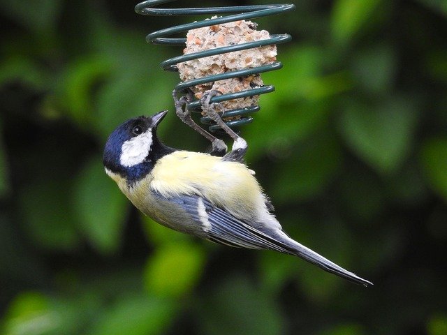 Скачать бесплатно Blue Tit Bird - бесплатную фотографию или картинку для редактирования с помощью онлайн-редактора изображений GIMP