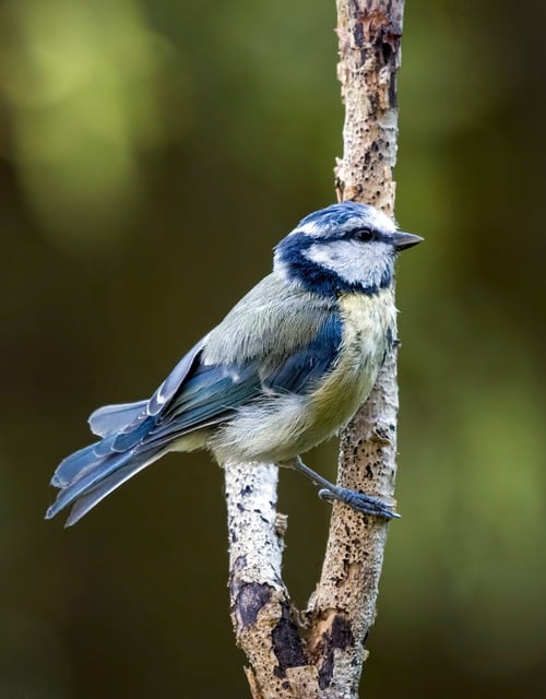 Free download blue tit bird avian ornithology free picture to be edited with GIMP free online image editor