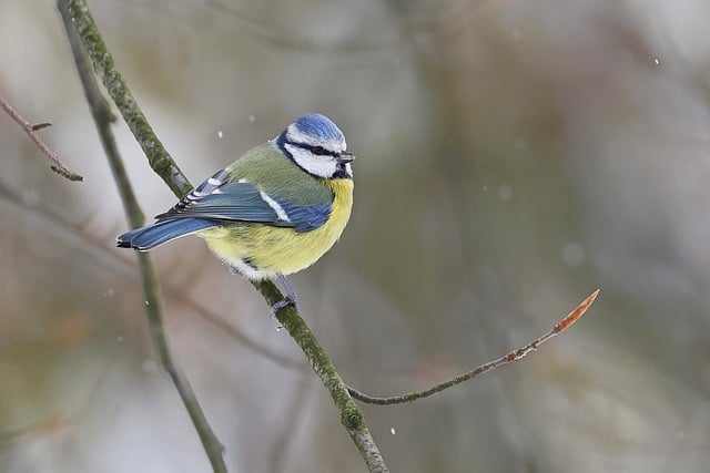 Free download blue tit bird branch free picture to be edited with GIMP free online image editor