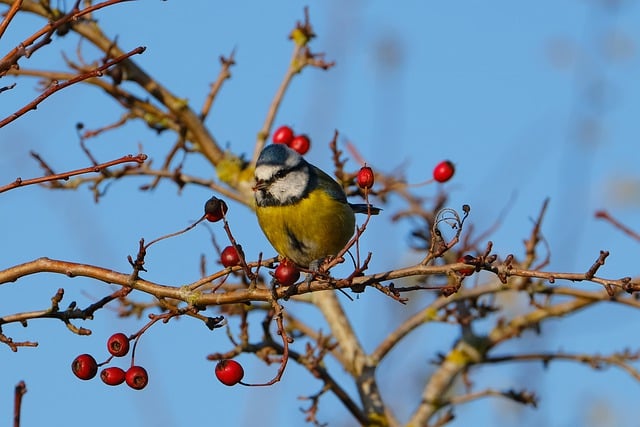 Free download blue tit bird branch berries free picture to be edited with GIMP free online image editor