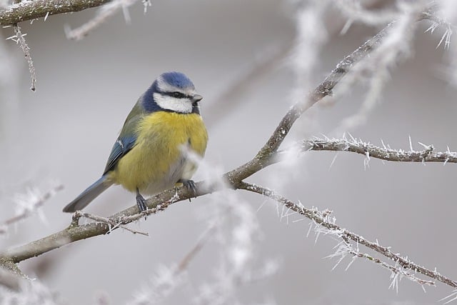 Free download blue tit bird ice cristal perched free picture to be edited with GIMP free online image editor