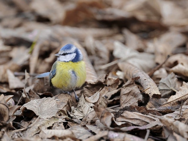 قم بتنزيل صورة مجانية لطائر الحلمة الزرقاء يترك صورة مجانية لتحريرها باستخدام محرر الصور المجاني عبر الإنترنت GIMP