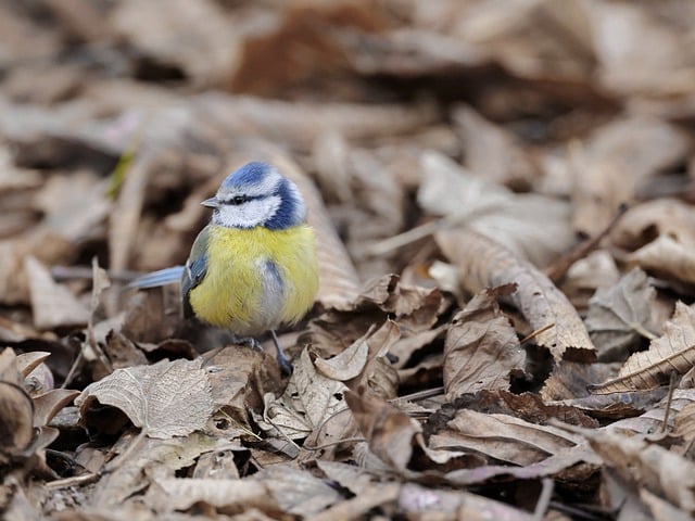 Téléchargement gratuit d'une photo gratuite de feuilles d'oiseau à mésange bleue à modifier avec l'éditeur d'images en ligne gratuit GIMP