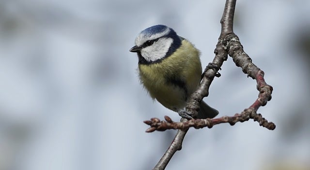 Free download blue tit bird ornithology fauna free picture to be edited with GIMP free online image editor
