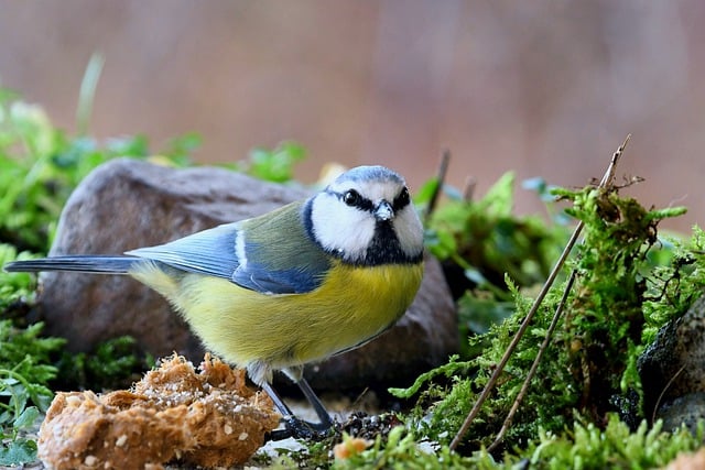 Free download blue tit bird ornithology species free picture to be edited with GIMP free online image editor