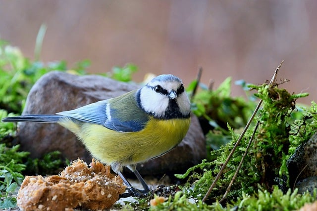 Free download blue tit bird ornithology species free picture to be edited with GIMP free online image editor