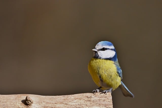 Free download blue tit bird wildlife ornithology free picture to be edited with GIMP free online image editor