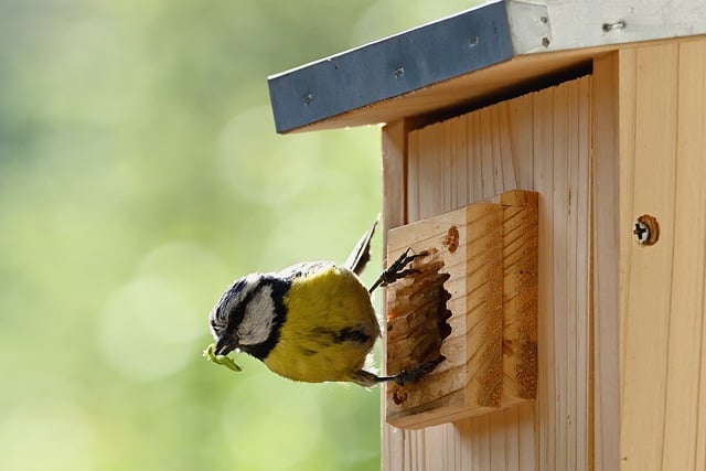 Free download blue tit feed caterpillar bird free picture to be edited with GIMP free online image editor