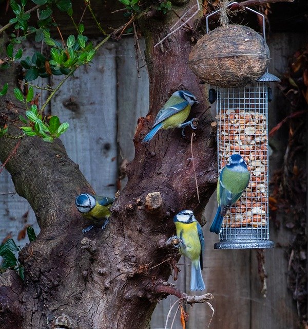 Безкоштовно завантажте Blue Tit Feeding Small - безкоштовне фото або зображення для редагування в онлайн-редакторі зображень GIMP