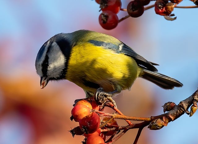 Free download blue tit feeding tit tit small bird free picture to be edited with GIMP free online image editor