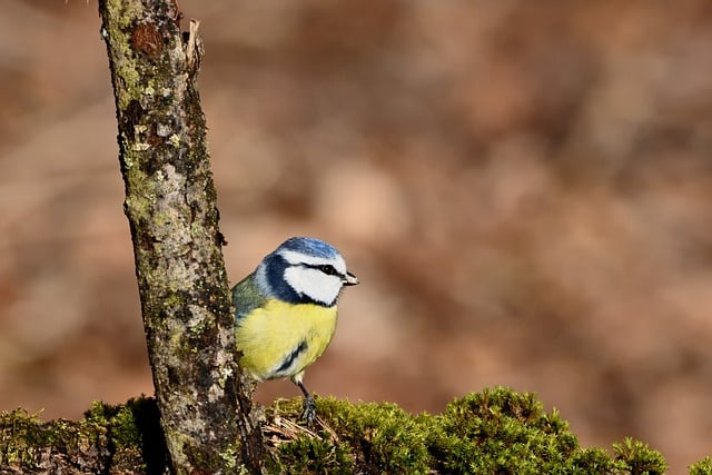 Free download blue tit nature bird ornithology free picture to be edited with GIMP free online image editor