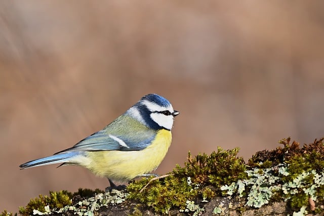 Free download blue tit nature bird wildlife free picture to be edited with GIMP free online image editor