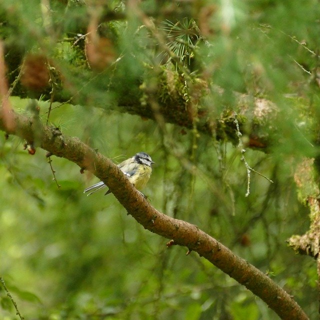 Descarga gratuita Blue Tit Songbird: foto o imagen gratuita para editar con el editor de imágenes en línea GIMP