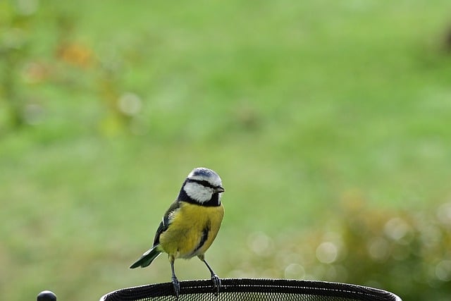 Download grátis blue tit songbird feed imagem gratuita da natureza do outono para ser editada com o editor de imagens on-line gratuito do GIMP