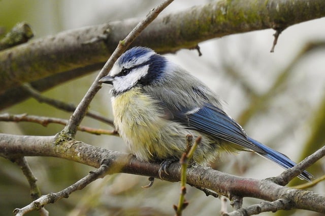 Free download blue tit tit bird ornithology free picture to be edited with GIMP free online image editor