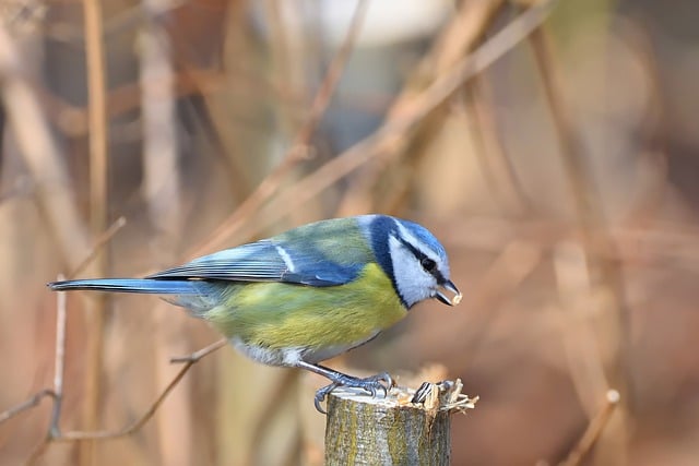Free download blue tit tit bird tree park free picture to be edited with GIMP free online image editor