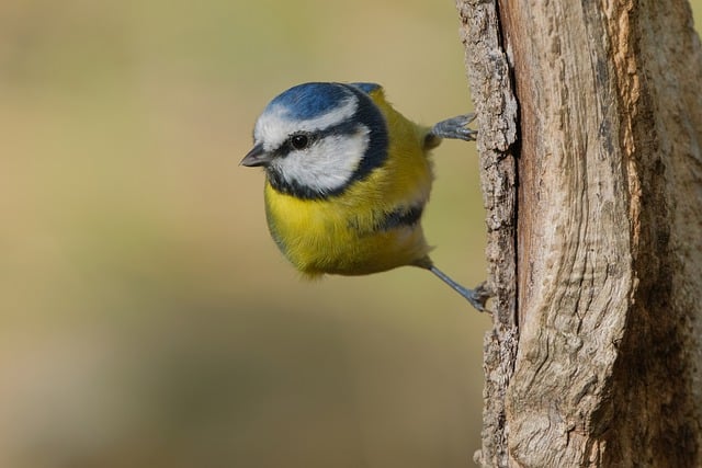 Free download blue tit tit bird wildlife nature free picture to be edited with GIMP free online image editor