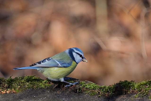 Free download blue tit tit foraging park cold free picture to be edited with GIMP free online image editor