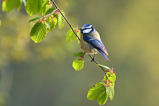 Free download blue tit tit leaves park nature free picture to be edited with GIMP free online image editor