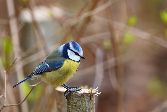 Free download blue tit tit songbird branch park free picture to be edited with GIMP free online image editor