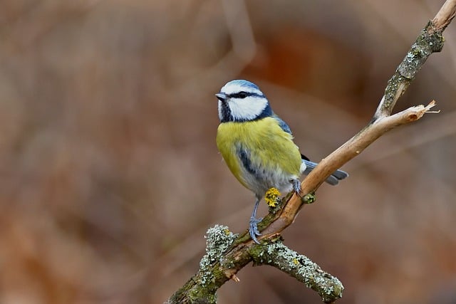 Free download blue tit tit wildlife nature bird free picture to be edited with GIMP free online image editor