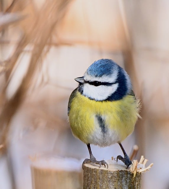 Tải xuống miễn phí hình ảnh miễn phí về chim tit mùa đông màu xanh để được chỉnh sửa bằng trình chỉnh sửa hình ảnh trực tuyến miễn phí GIMP