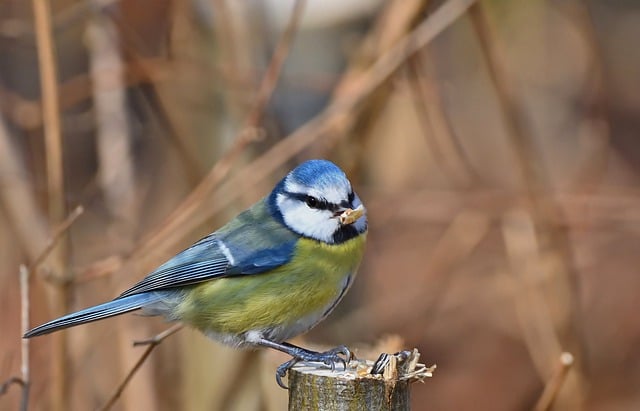 Free download blue tit tit winter feed park free picture to be edited with GIMP free online image editor