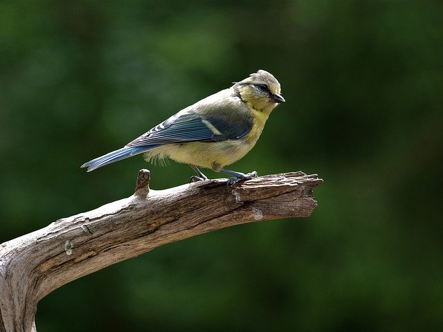 Kostenloser Download Blue Tit Young Bird - kostenloses Foto oder Bild zur Bearbeitung mit GIMP Online-Bildbearbeitung