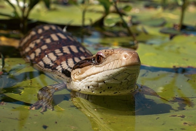 Free download blue tongue skink blue tongue lizard free picture to be edited with GIMP free online image editor