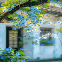 Blue vine wallpaper  screen for extension Chrome web store in OffiDocs Chromium