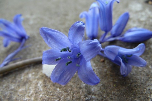 Download gratuito Blue-Violet Grey Flower - foto o immagine gratuita da modificare con l'editor di immagini online di GIMP