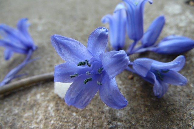 Download grátis Blue-Violet Gray Flower - foto ou imagem grátis para ser editada com o editor de imagens online GIMP