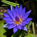 Blue water lily wallpaper  screen for extension Chrome web store in OffiDocs Chromium