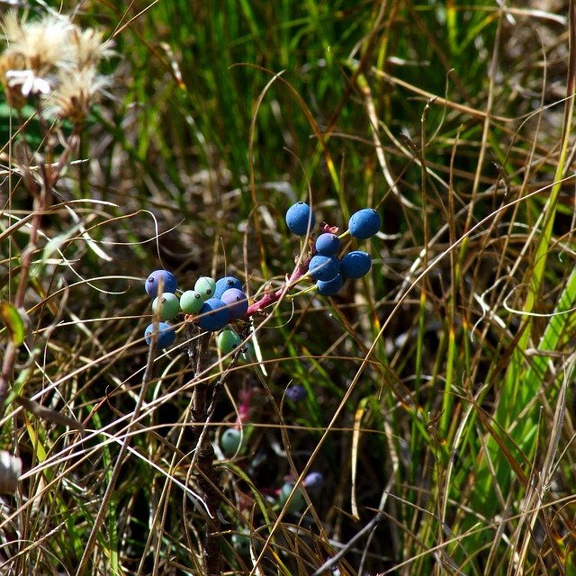 Free download Blue Wild Berries -  free photo or picture to be edited with GIMP online image editor