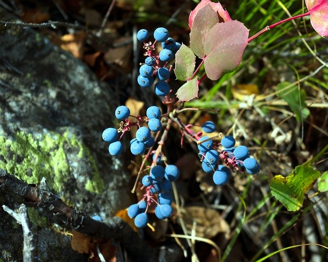 Free download Blue Wild Berries In Tetons -  free photo or picture to be edited with GIMP online image editor