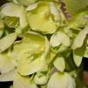 blue yellow flower branch  screen for extension Chrome web store in OffiDocs Chromium