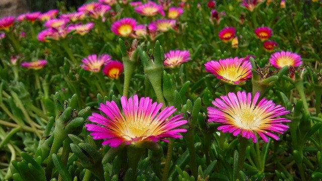 Téléchargement gratuit de Blumen Flowers Nature - photo ou image gratuite à modifier avec l'éditeur d'images en ligne GIMP