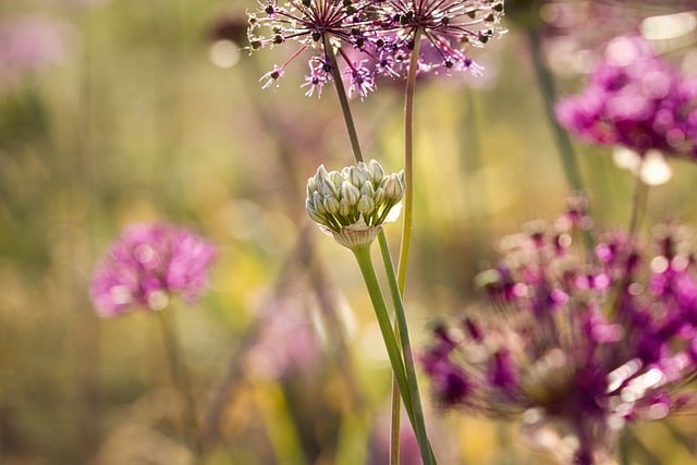 Free download blumen lila flora natur free picture to be edited with GIMP free online image editor