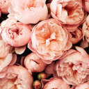 Blush Blooms, Petals Softly Swirl  screen for extension Chrome web store in OffiDocs Chromium