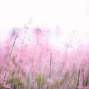 Blush of Dawn: A Theme of Small Pink Flowers in the Morning Light  screen for extension Chrome web store in OffiDocs Chromium