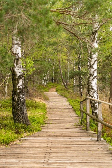 Free download boardwalk path forest nature free picture to be edited with GIMP free online image editor